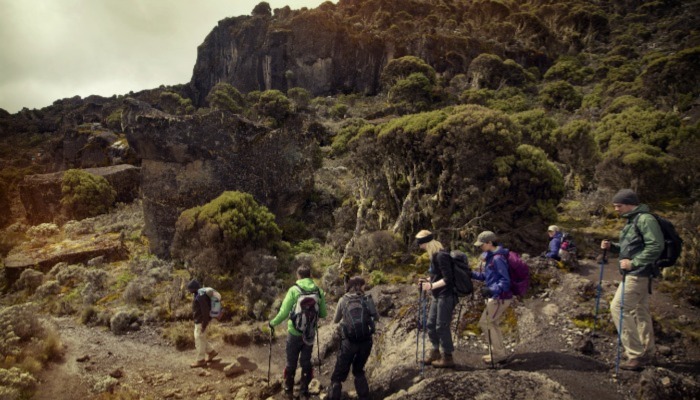 Kilimanjaro Trail Conditions in the Ecological Zones