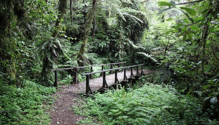 Kilimanjaro Rain Forest

