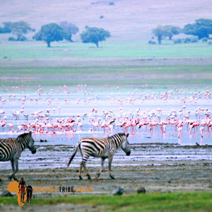 6 Days Tarangire, Lake Manyara&Ngorongoro Safari Experience