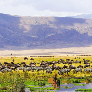 7 Days Tanzania Wildlife Camping Safari Tarangire, Lake Manyara, Serengeti, Ngorongoro Crater