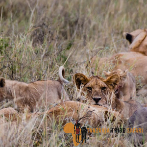 6 Days Luxury Family Safari To Tanzania