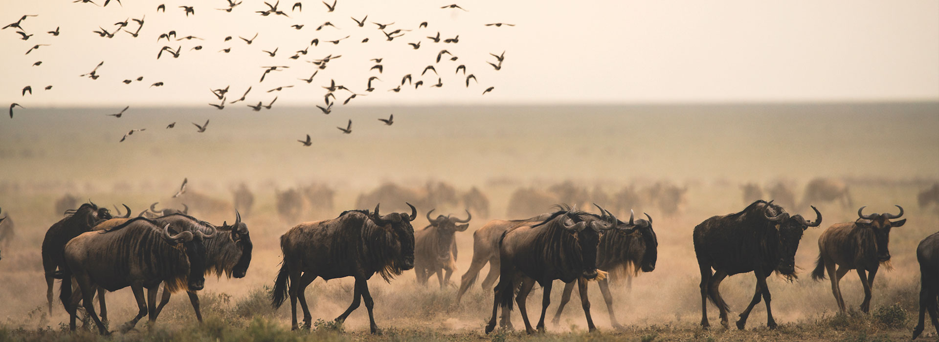 Great Wildebeest Migration Safari In Tanzania
