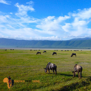 Ngorongoro Day Trip