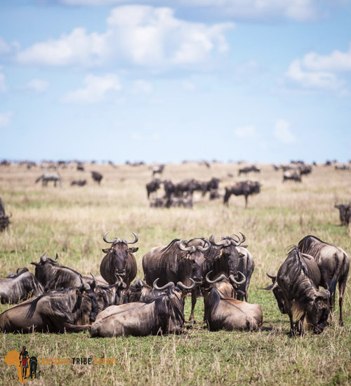 9 Days Serengeti Migration Trails