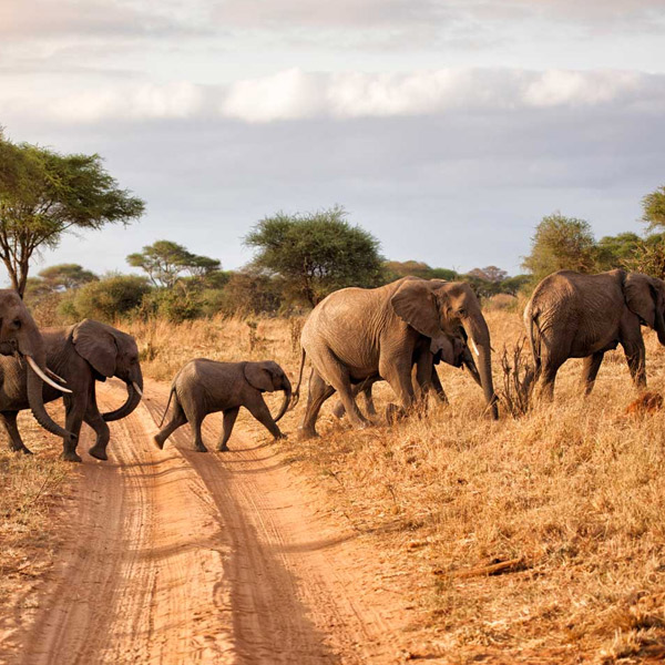 6 days Luxury Family Safari to Tanzania