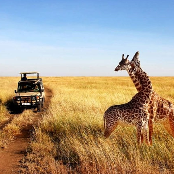 Great Serengeti Migration Trails