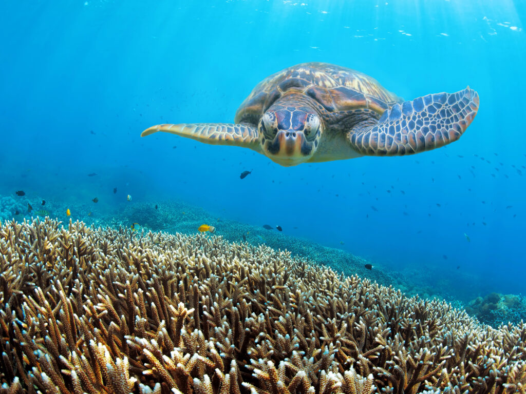 Zanzibar turtle swimming